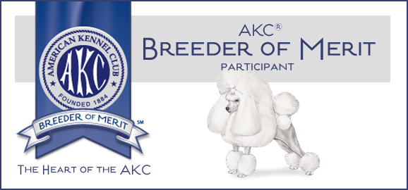 Companions - Extraordinary Toy Poodles for Families